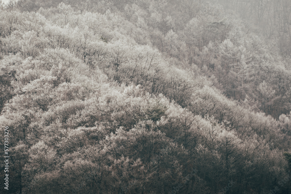 Naklejka premium forest in winter