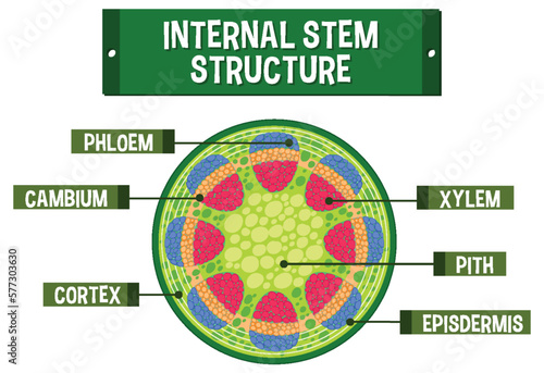 Internal structure of stem diagram