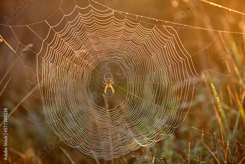 spider web and spider in Wild Coast In Quiberon photo