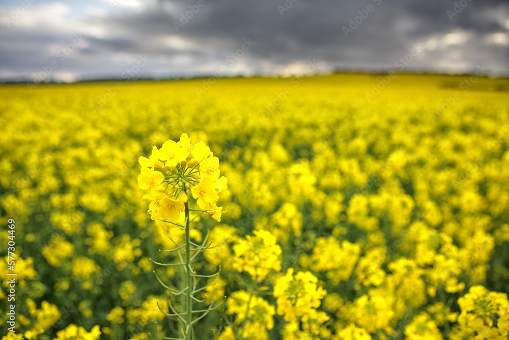 Colza field in Guadalajara. Flowers in spring. Castilla la Mancha. Spain Colza field in Guadalajara. Flowers in spring. Castilla la Mancha. Spain