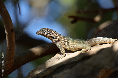 Portrait of Northern curly tail Lizard sitting on a tree. Iguana Leiocephalus carinatus on Cuba island photo