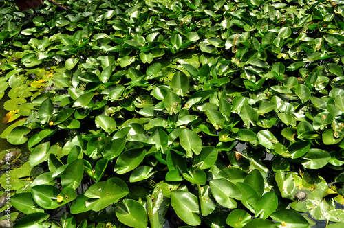 Water lily pond (Nuphar) leaves on the surface of the water   