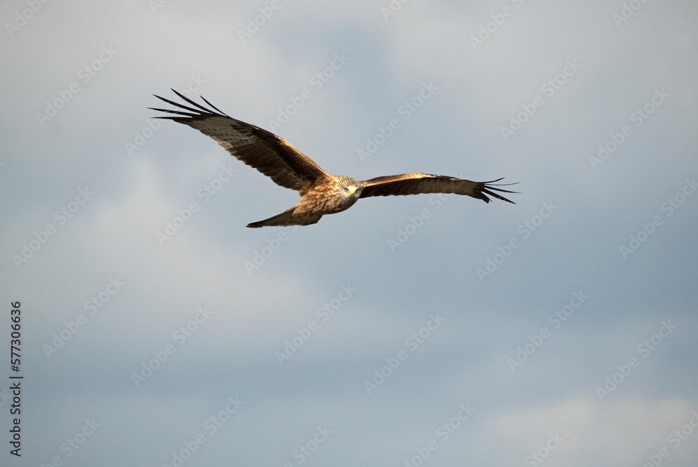 Fototapeta premium Red kite flying over a Mediterranean mountainous area with the first light of a cold winter day