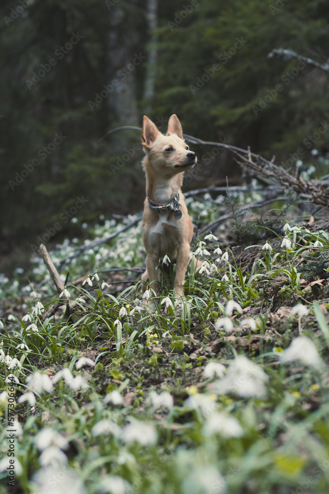 Close up small pet dog standing on snowdrops meadow concept photo. Front view photography with blurred background. Natural light. High quality picture for wallpaper, travel blog, magazine, article