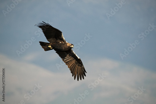 Adult Spanish Imperial Eagle flying within its territory in mountainous area of Mediterranean forest with the first light of day