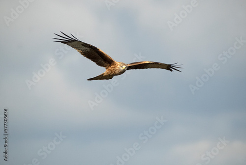 Red kite flying over a Mediterranean mountainous area with the first light of a cold winter day