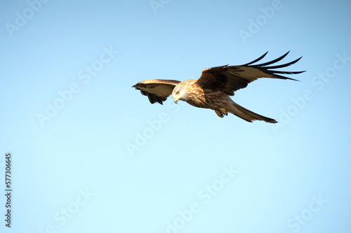 Red kite flying in a Mediterranean mountainous area of its territory with the first light of a January day