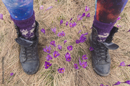 Close up crocus flowers between female hiker worn shoes concept photo. First person view photography with blurred background. High quality picture for wallpaper, travel blog, magazine, article