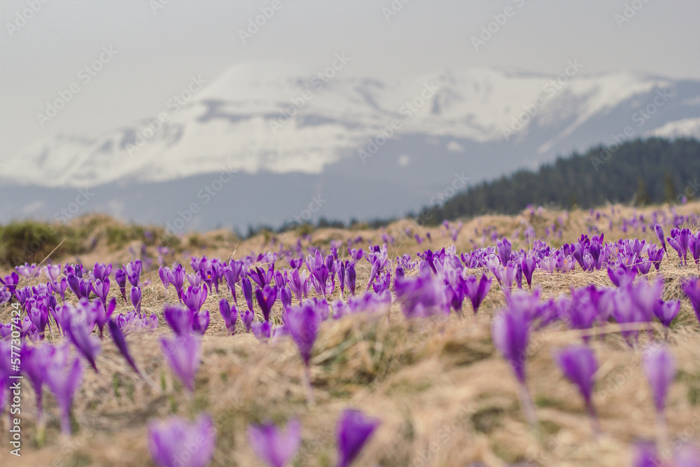 Purple wild flowers meadow landscape photo. Nature scenery photography with snow capped mountains on background. Ambient light. High quality picture for wallpaper, travel blog, magazine, article