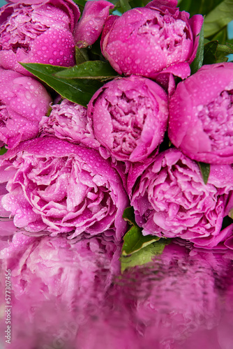 delicate fresh flowers and buds big pink peonies with drops .  Reflection in a wet mirror surface 