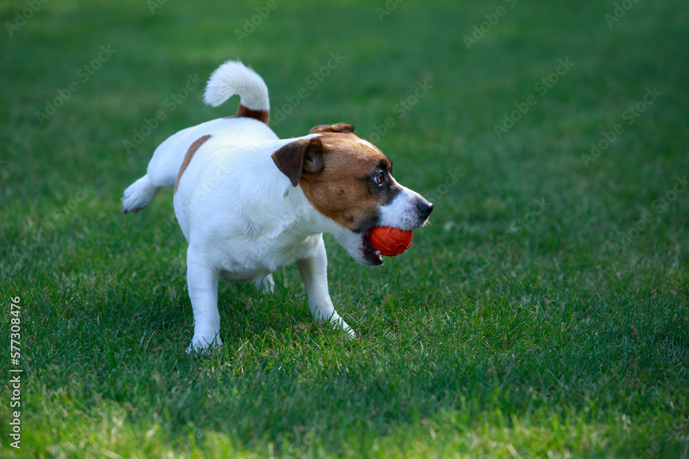 Dog breed Jack Russell Terrier Dog breed Jack Russell Terrier