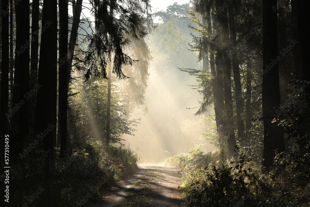 The sun's rays hit the forest path on a misty morning