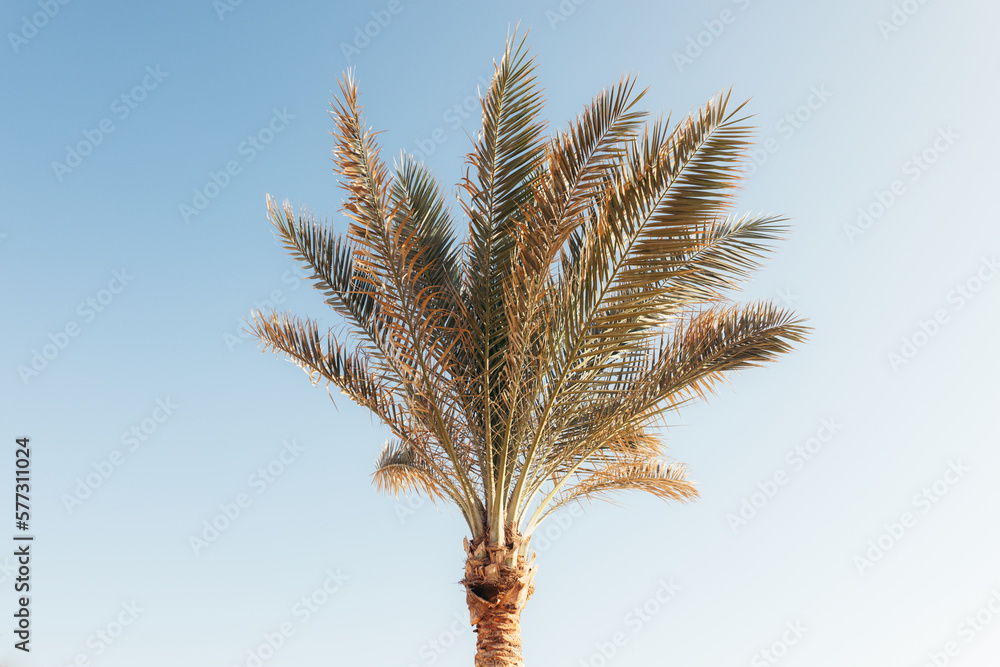 Palme Palme
