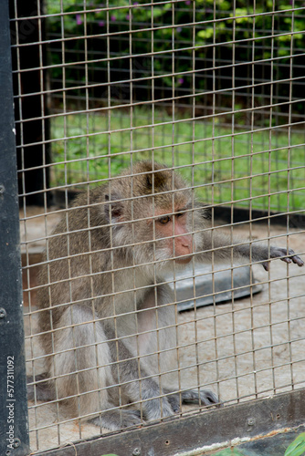 a little monkey in a cage © DenRudi