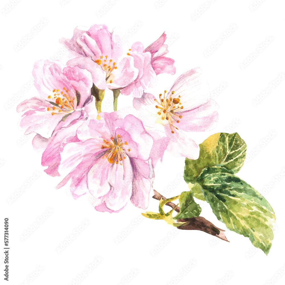 Fototapeta premium The pink branch of the apple tree blossoms. Watercolor illustration. Isolate