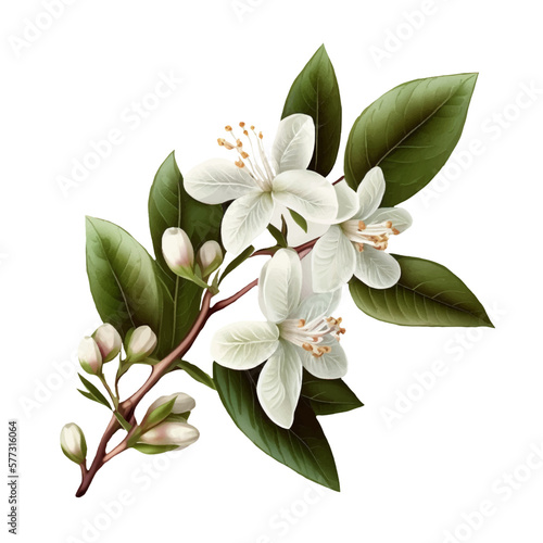 Beautiful realistic illustration of blooming branch of jasmine tree. White jasmine flowers. Isolated on white background. For print, packaging, cards, designers, clothes, interior, icon, logo, tattoo