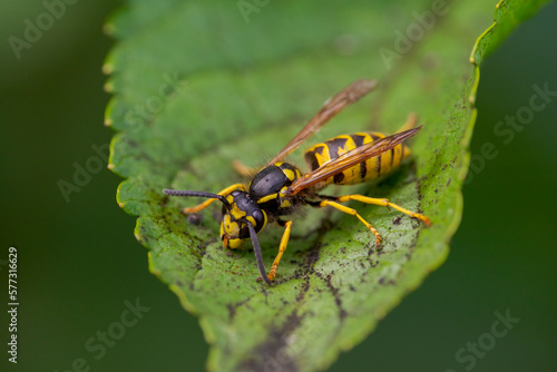 wasp sits on a leaf and nibbles honeydew from aphids © Mario Plechaty