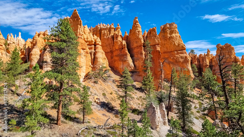 Old tree Bristlecone Pine with scenic view of Pinnacles on Peekaboo hiking trail, Bryce Canyon National Park, Utah, USA. Beautiful hoodoo sandstone rock formations in natural amphitheatre in summer