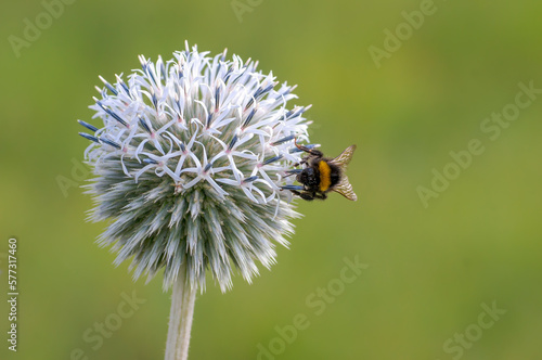 bumble bee sits on a purple thistle flower and nibbles on necktar