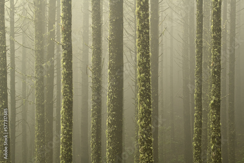 ein Wald mit geraden Nadelbäumen die mit Moos und Flechten bewachsen sind, in einer nebeligen Stimmung.