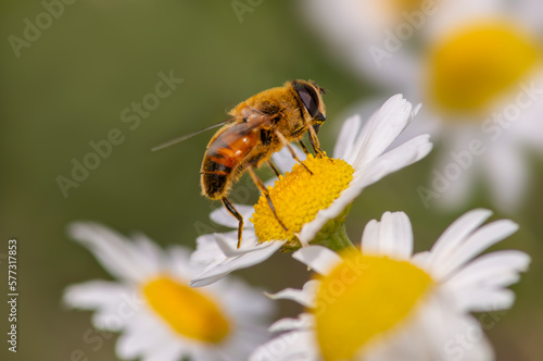 a fly is sitting on a chamomile flower