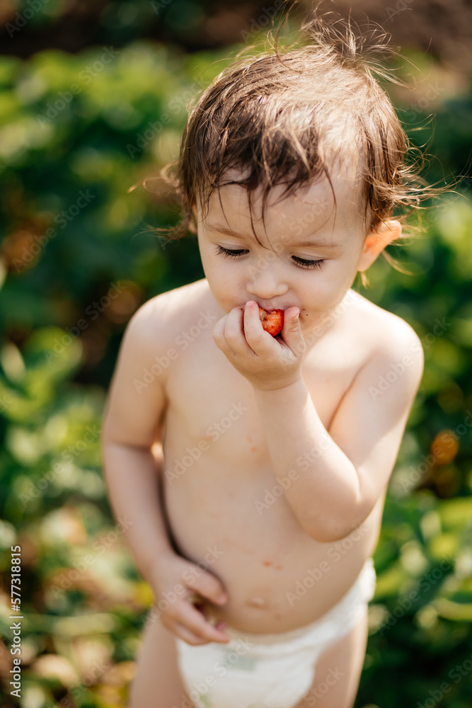 a little girl wearing only one diaper tastes sweet ripe strawberries in the village garden a little girl wearing only one diaper tastes sweet ripe strawberries in the village garden