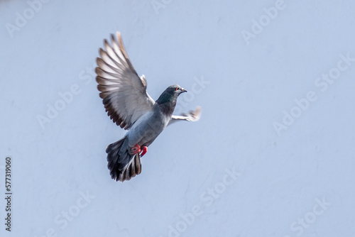 Taube im Flug © Hartmut