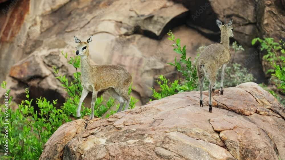 a Pair of Klipspringers on the rocks a Pair of Klipspringers on the rocks