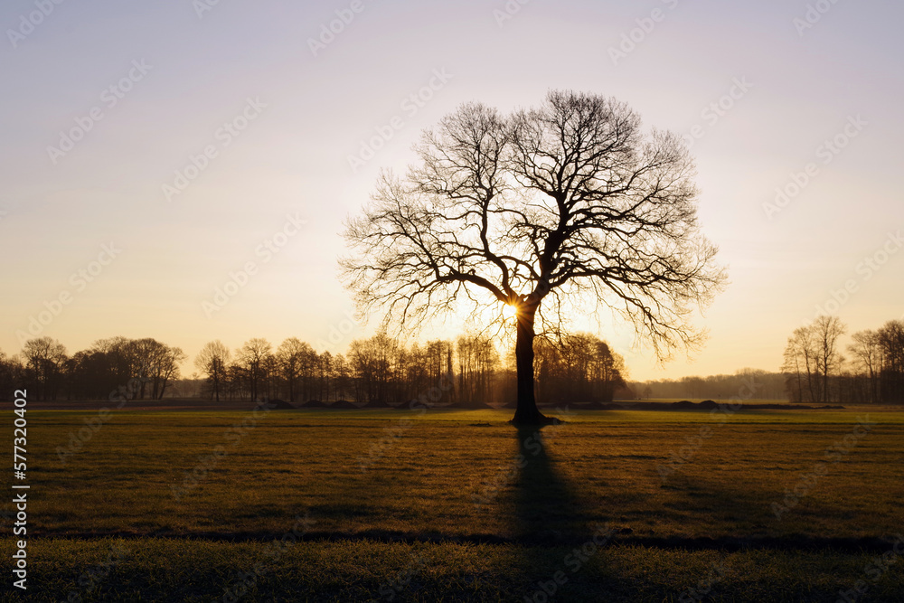 Fototapeta premium Hinter einer Eiche strahlt das Licht der aufgehenden Sonne. Stimmungsvoller Morgen auf dem Land.
