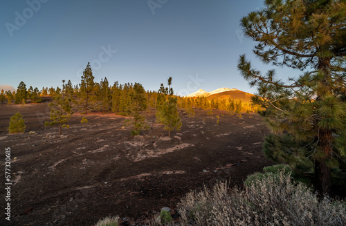 Lavafelder am Hang des Pico del Teide auf Teneriffa mit typisch kanarischen Kiefern