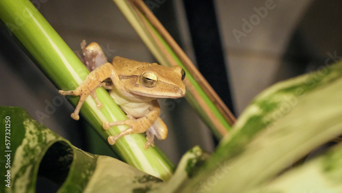 frog on a leaf (ID: 577321250)