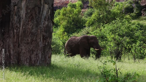 African elephant walking out behind a baobab tree