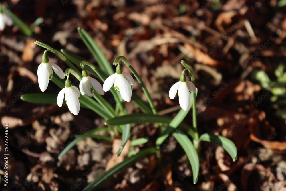 Sweden. Leucojum vernum, called the spring snowflake, is a species of flowering plant in the family Amaryllidaceae. It is native to central and southern Europe from Belgium to Ukraine. Sweden. Leucojum vernum, called the spring snowflake, is a species of flowering plant in the family Amaryllidaceae. It is native to central and southern Europe from Belgium to Ukraine.