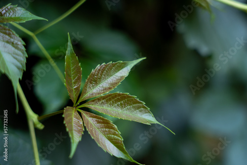 Young leaves of a wild grape on a dark green background
