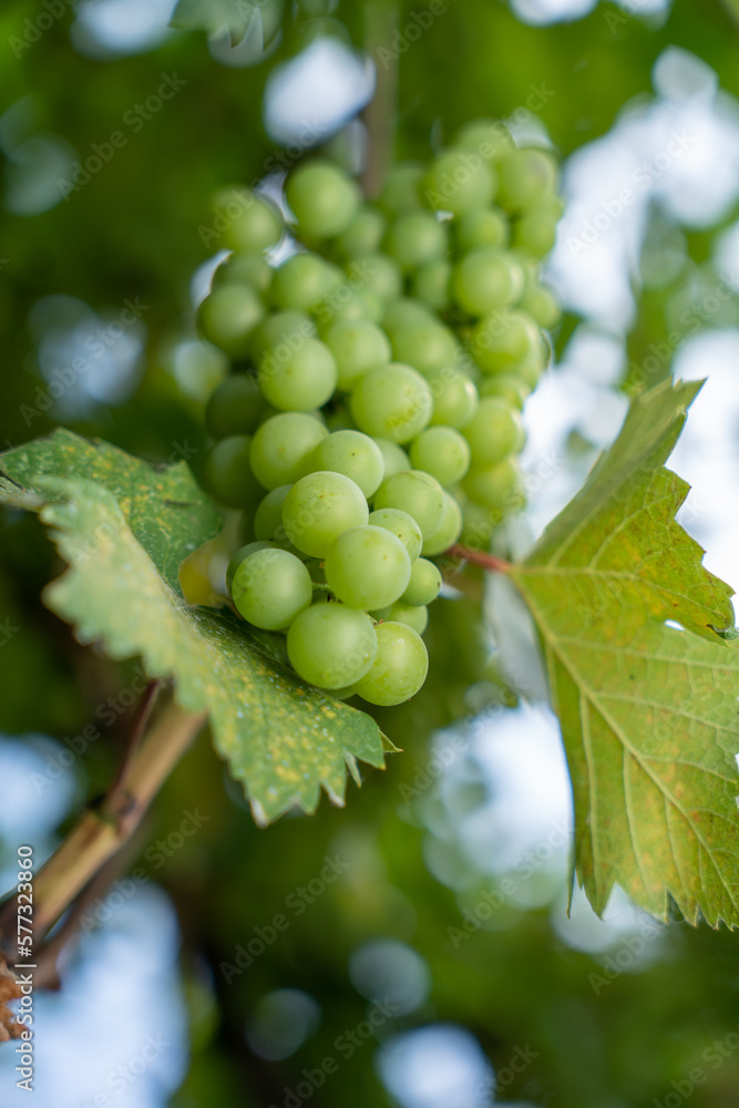 close up of a bunch of grapes shot with shallow depth of field close up of a bunch of grapes shot with shallow depth of field