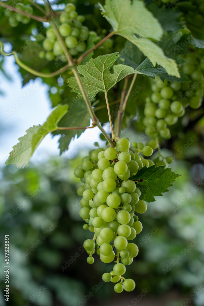 close up of a bunch of grapes shot with shallow depth of field