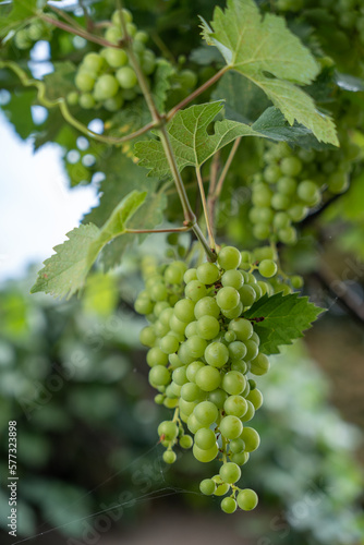 Wallpaper Mural close up of a bunch of grapes shot with shallow depth of field Torontodigital.ca