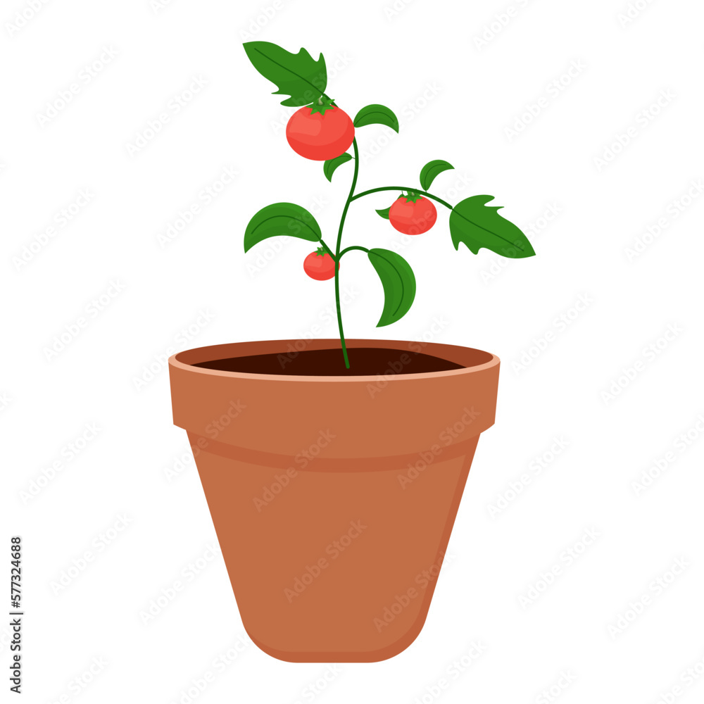 Fototapeta premium Tomato in a pot for indoor plants. seedlings. gardening. Isolated vector illustration