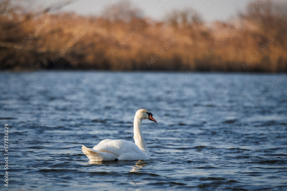 Fototapeta premium White swan on lake. Small waves on blue water surface. Big bird in natural habitat