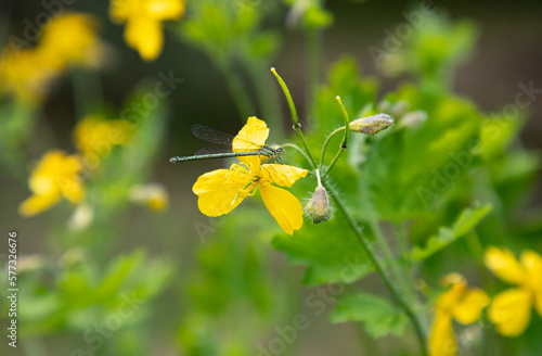 A small yellow flower with a dragonfly on it.