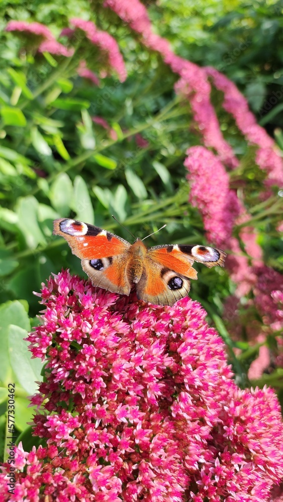 butterfly on flowers butterfly on flowers