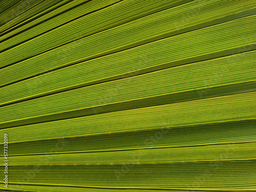 Abstract green palm leaf, palm leaf texture background with sunlight. close up green palm leaf texture photo