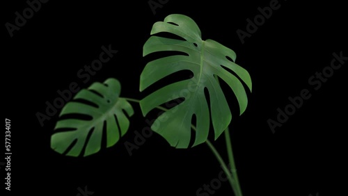 Monstera plant growing animation. Including alpha channel for transparency. Realistic depth of field
