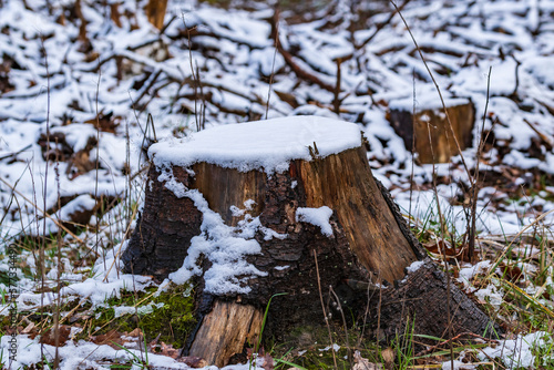 Ein Baumstumpf ist im Winter mit Schnee bedeckt