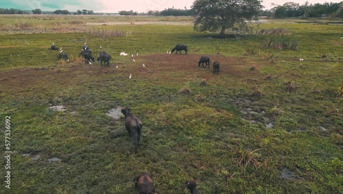 family of wild buffalos walking in a dry lake in Tissamaharama - Sri Lanka photo