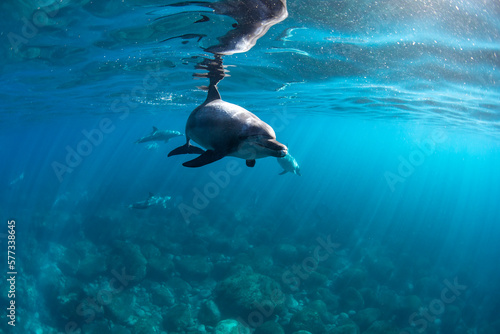 wildlife dolphins © 敏治 荒川