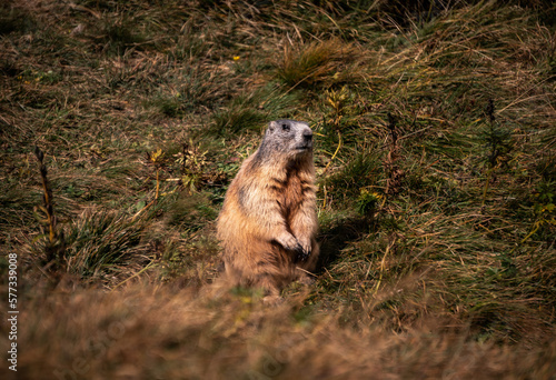 Alpine marmot in the grass