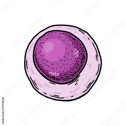 Lymphoid blood stem cell isolated on white background. Hand drawn scientific microbiology vector illustration in sketch style