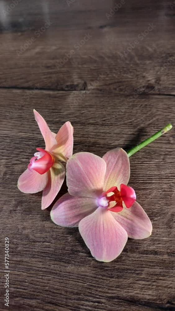 Orchid flower falls on wooden table. Vertical video. Orchid flower falls on wooden table. Vertical video.