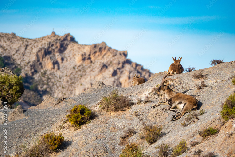 Beautiful Ibex in the mountains of Sierra Nevada in Spain near Granada